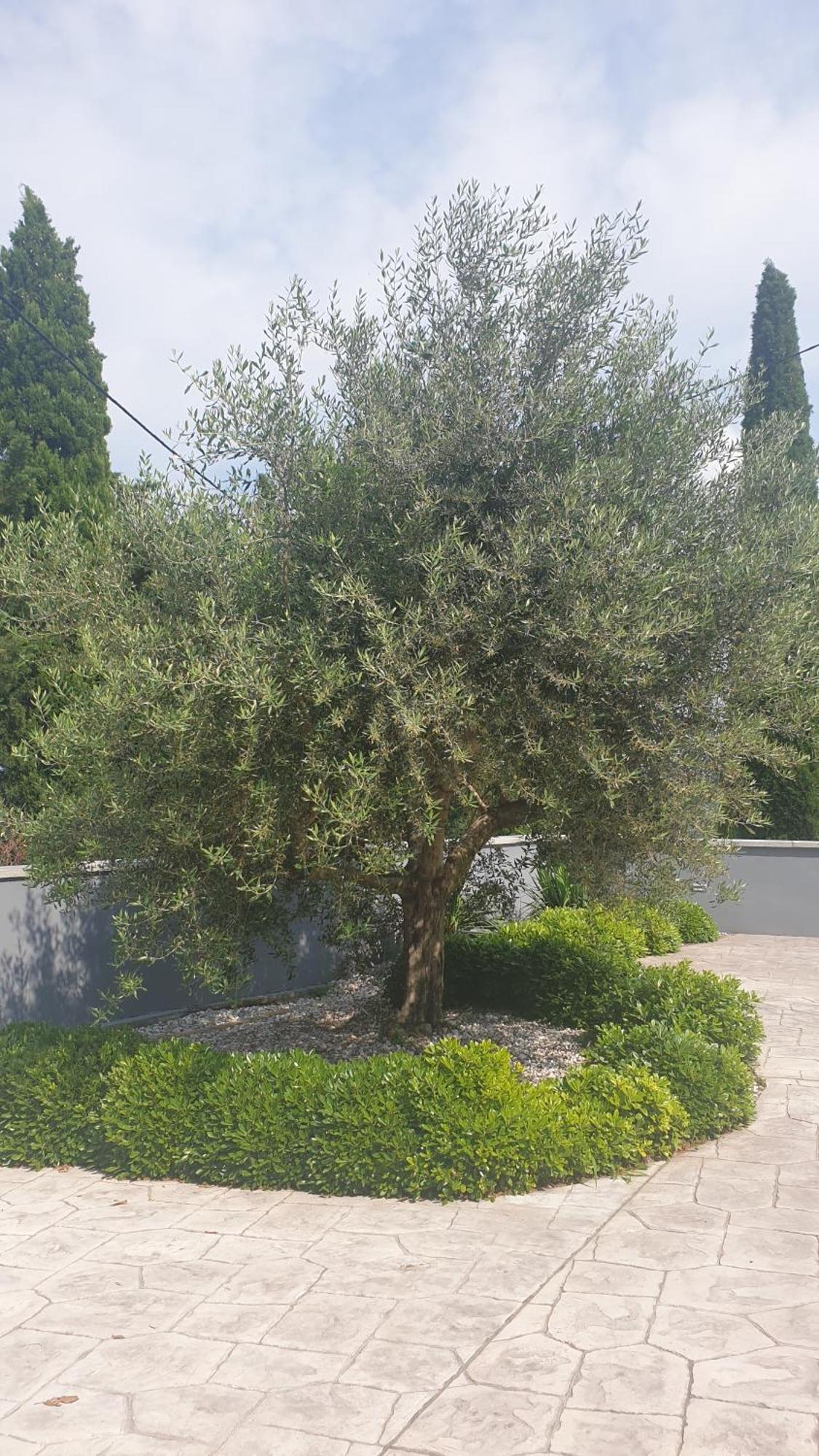 Apartma Pata, Koper - Cezarji المظهر الخارجي الصورة